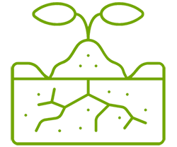 plant-250x208.png